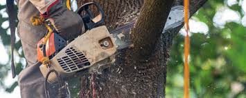 How Our Tree Care Process Works  in  Lauderhill, FL