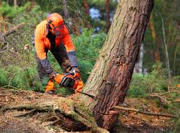 Reliable Lauderhill, FL Tree Removal Services Solutions